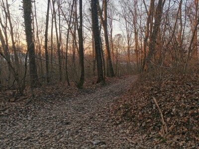 VARESE CAPOLAGO, BOSCO