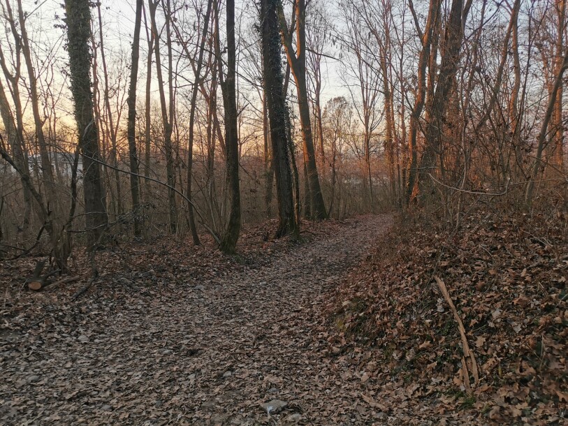 VARESE CAPOLAGO, BOSCO-2