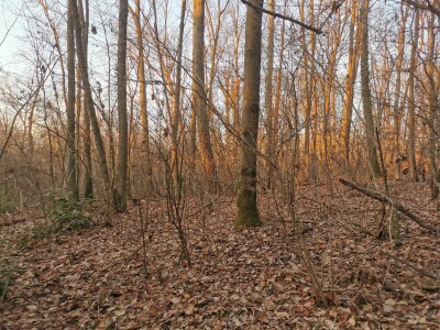 VARESE CAPOLAGO, BOSCO