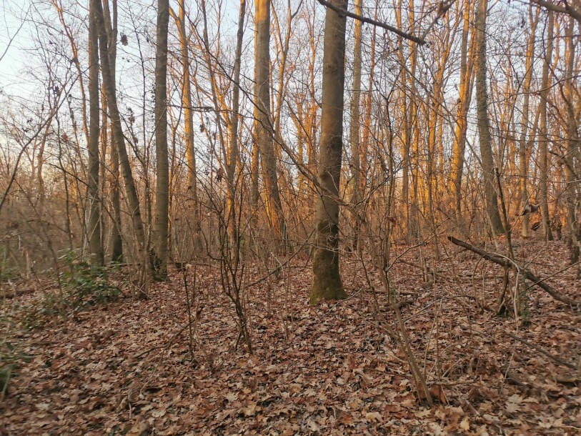VARESE CAPOLAGO, BOSCO-3