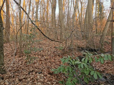 VARESE CAPOLAGO, BOSCO