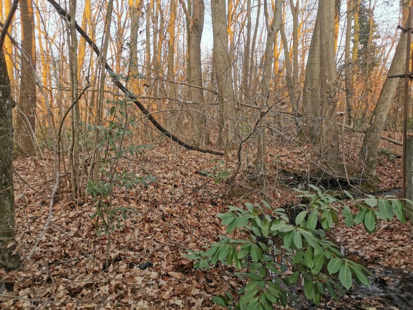VARESE CAPOLAGO, BOSCO-4