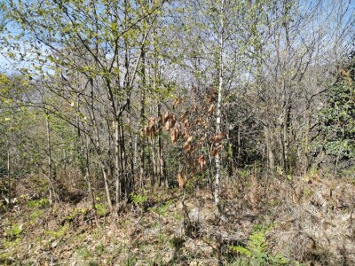 CUASSO AL MONTE, TERRENO EDIFICABILE PANORAMICO
