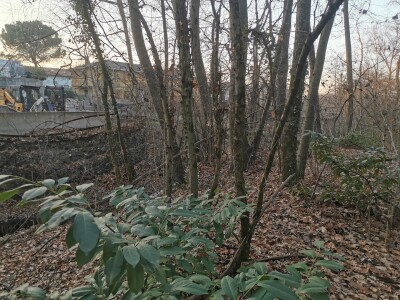 VARESE CAPOLAGO, BOSCO