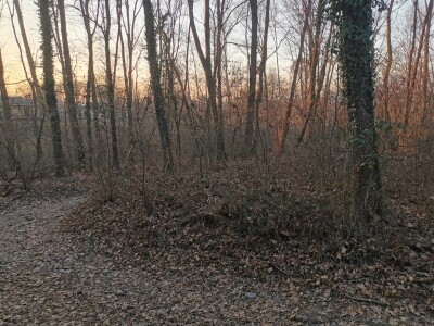 VARESE CAPOLAGO, BOSCO